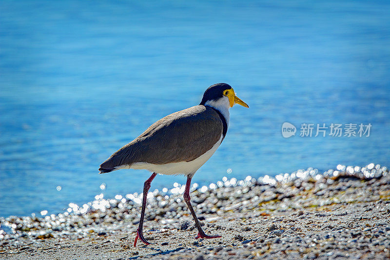 蒙面田凫(Vanellus miles)